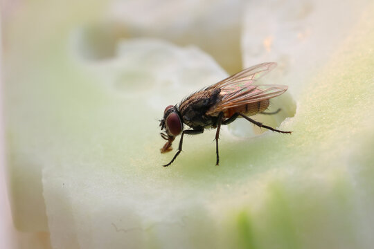 Fly or housefly looking for food. Flies are carriers of various diseases such as food poisoning, dysentery, cholera.