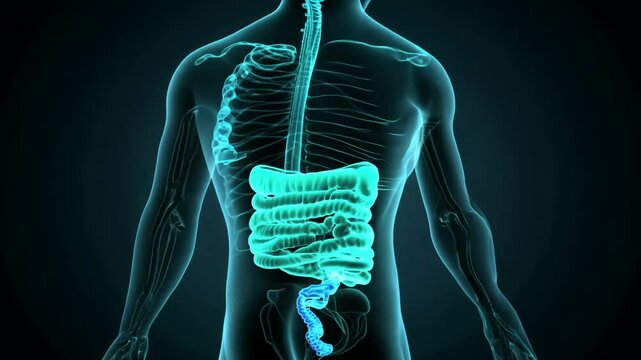 Human Digestive System: Anatomy Visualization