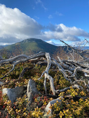 Beautiful wood in the mountains 