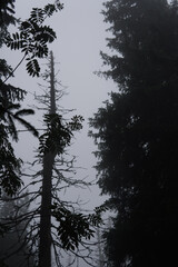 Beautiful wood in the mountains 