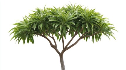 A lush green tree with multiple branches and leaves isolated on a white background.