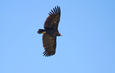 Fototapeta premium Vautour moine, .Aegypius monachus, Cinereous Vulture, Parc naturel régional des grands causses 48, Lozere, France