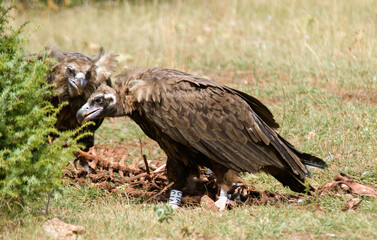 Vautour moine, .Aegypius monachus, Cinereous Vulture, Parc naturel r&eacute;gional des grands causses 48, Lozere, France