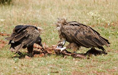 Obraz premium Vautour moine, .Aegypius monachus, Cinereous Vulture, Parc naturel régional des grands causses 48, Lozere, France