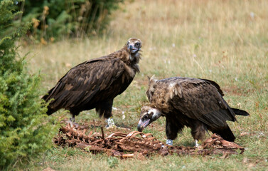 Fototapeta premium Vautour moine, .Aegypius monachus, Cinereous Vulture, Parc naturel régional des grands causses 48, Lozere, France