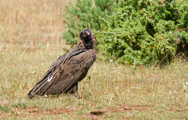 Obraz premium Vautour moine, .Aegypius monachus, Cinereous Vulture, Parc naturel régional des grands causses 48, Lozere, France