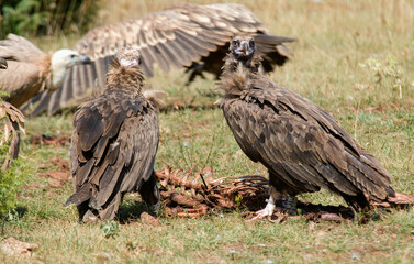 Fototapeta premium Vautour moine, .Aegypius monachus, Cinereous Vulture, Parc naturel régional des grands causses 48, Lozere, France