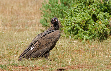 Obraz premium Vautour moine, .Aegypius monachus, Cinereous Vulture, Parc naturel régional des grands causses 48, Lozere, France