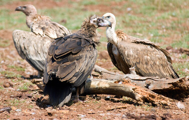 Obraz premium Vautour moine, .Aegypius monachus, Cinereous Vulture, Vautour fauve,.Gyps fulvus, Griffon Vulture, Parc naturel régional des grands causses 48, Lozere, France