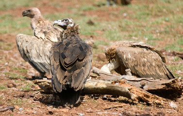Vautour moine, .Aegypius monachus, Cinereous Vulture, Vautour fauve,.Gyps fulvus, Griffon Vulture, Parc naturel r&eacute;gional des grands causses 48, Lozere, France