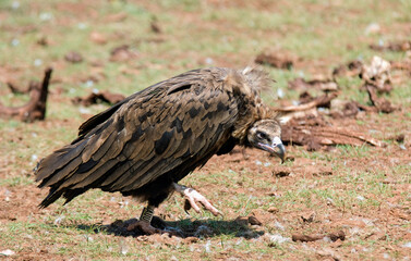 Obraz premium Vautour moine, .Aegypius monachus, Cinereous Vulture, Parc naturel régional des grands causses 48, Lozere, France
