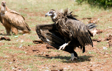 Fototapeta premium Vautour moine, .Aegypius monachus, Cinereous Vulture, Vautour fauve,.Gyps fulvus, Griffon Vulture, Parc naturel régional des grands causses 48, Lozere, France