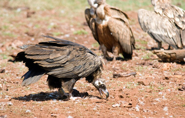 Obraz premium Vautour moine, .Aegypius monachus, Cinereous Vulture, Vautour fauve,.Gyps fulvus, Griffon Vulture, Parc naturel régional des grands causses 48, Lozere, France