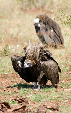 Vautour moine, .Aegypius monachus, Cinereous Vulture, Vautour fauve,.Gyps fulvus, Griffon Vulture, Parc naturel r&eacute;gional des grands causses 48, Lozere, France