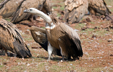 Vautour fauve,.Gyps fulvus, Griffon Vulture, Parc naturel r&eacute;gional des grands causses 48, Lozere, France