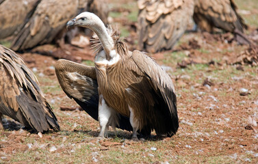 Obraz premium Vautour fauve,.Gyps fulvus, Griffon Vulture, Parc naturel régional des grands causses 48, Lozere, France
