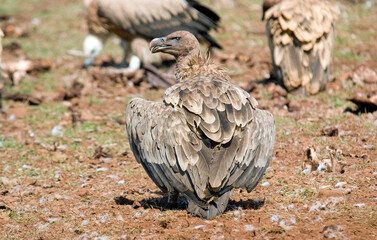 Fototapeta premium Vautour fauve,.Gyps fulvus, Griffon Vulture, Parc naturel régional des grands causses 48, Lozere, France