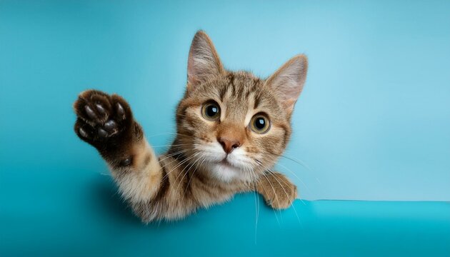 Happy cat peeks out from behind a banner and waving his paw