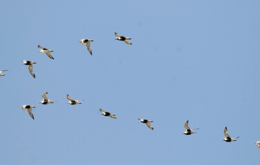 Pluvier argent&eacute;,.Pluvialis squatarola, Grey Plover