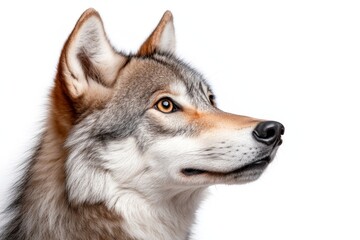 Fototapeta premium Majestic Wolf Profile on White Background: Capturing the Beauty and Mystery of Wildlife in Stunning Detail