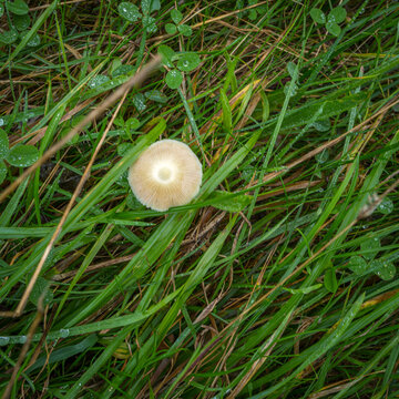 Coprinaceae fungi growing amogst wet grass