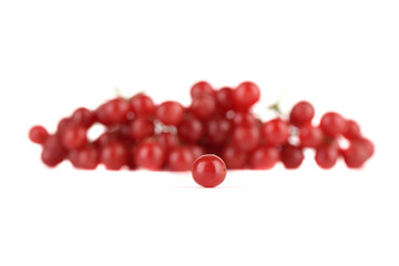 Selective focus on viburnum berries on white background opposite a pile of blurred viburnum berries.