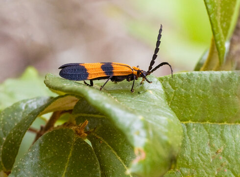 Close-up of a banded net-winged beetle, Calopteron discrepans, on a leaf. Shows color bands and wing texture. Horizontal