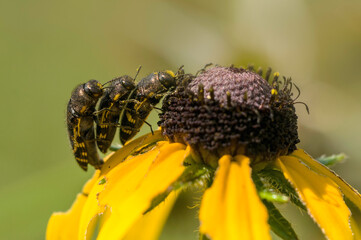 Lateral view of the courtship of Acmaeodera xanthosticta, metallic wood boring beetles with a third beetle attempting to compete for the female. Horizontal