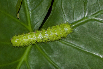 Fototapeta premium Io moth fifth instar larvae, Automeris io, crawling on a leaf. Dorsal view of the bright green, spiny caterpillar. The black-tipped spines are poisonous. Horizontal