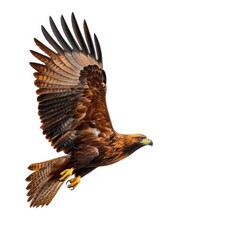 Fototapeta premium A majestic golden eagle soaring gracefully in flight, showcasing its powerful wings and striking plumage against a white background.