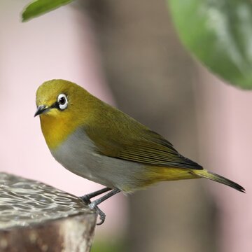 An oriental white-eye, now officially renamed the Indian white-eye (Zosterops palpebrosus), a tiny, hyperactive songbird native to the Indian subcontinent