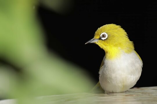 An oriental white-eye, now officially renamed the Indian white-eye (Zosterops palpebrosus), a tiny, hyperactive songbird native to the Indian subcontinent
