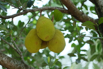 Young Jackfruit.  Close up detail of young jackfruit on the tree. Fresh young jack fruit