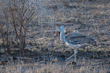 Kori Bustard hunting for food in a dry barren area recently burnt by fire 