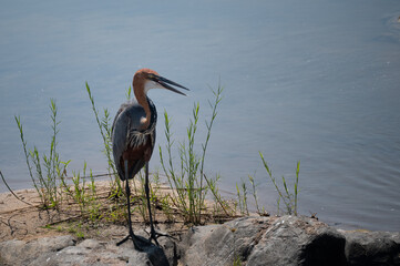 A Goliath Heron stand patiently at the river's edge waiting for prey to swim past. 