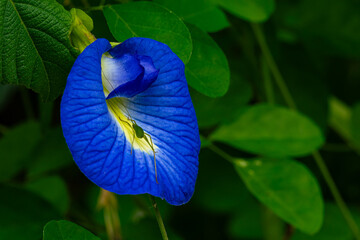 View of single blooming blue Butterfly Pea flower, Asian Pigeonwings flower, Blue Pea with small bug and green leaves hanging in a vine.