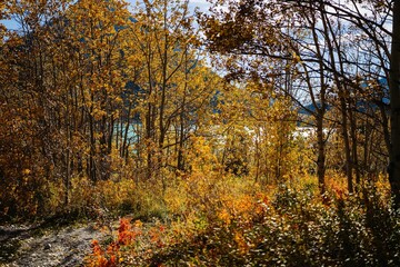 Obraz premium Autumn forest with vibrant foliage