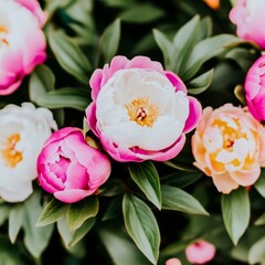 Fototapeta premium Close-up of pink and white peonies in full bloom.
