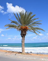 Palm tree on the beach