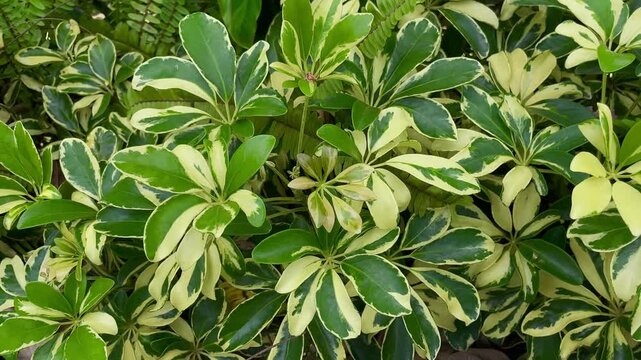 Schefflera arboricola (wali songo) with natural background. This plant common name is dwarf umbrella tree, as it appears to be a smaller version of the umbrella tree, Schefflera actinophylla.