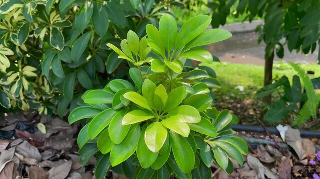 Schefflera arboricola (wali songo) with natural background. This plant common name is dwarf umbrella tree, as it appears to be a smaller version of the umbrella tree, Schefflera actinophylla.
