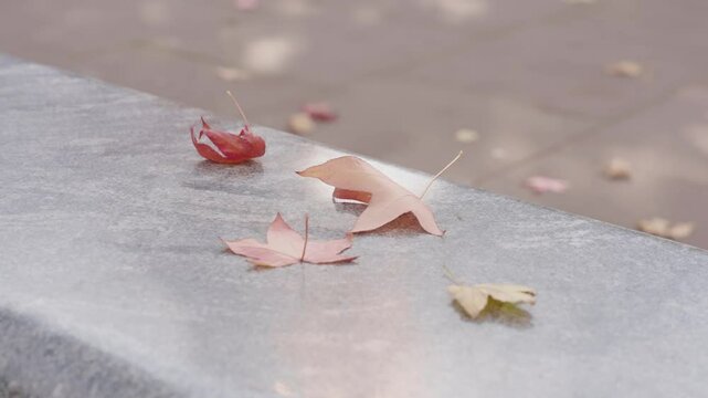 Autumn leaves on a bench marking the transition of seasons in a serene park