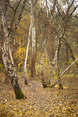 Obraz premium autumn leaves on the tree