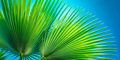 Palm Leaf Fan Against Blue Sky, tropical, nature, foliage