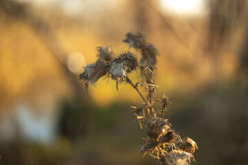 autumn leaves in the forest
