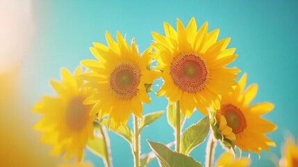 Obraz premium A sunflower field under a blue sky, with a sunbeam in the foreground