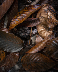 Decaying leaves on the ground