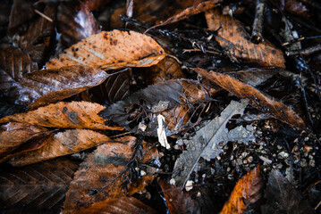 Decaying leaves on the ground