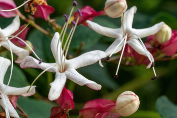 A Clerodendron flower with white petals and long stamens