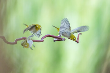 hummingbird on a branch
